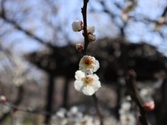 -香雪海