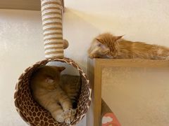 -猫腻·猫咖·撸猫馆(星光大道店)