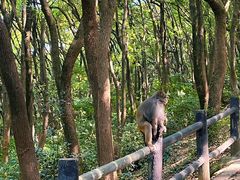 -苏州上方山国家森林公园