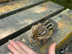-五营红松林海景区