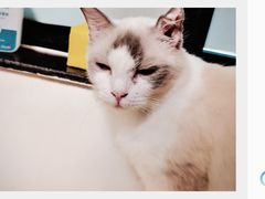 -楼上猫咖(罗湖店)