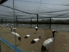 -盐城丹顶鹤湿地生态旅游区