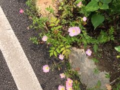 -黄陂区野村谷景区