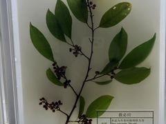 -广东中医药博物馆
