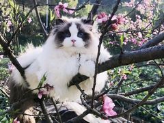 -Bastet sally猫舍购宠(静安店)