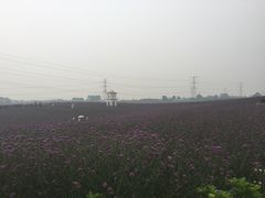 iphone_upload_pic-紫颐香薰山谷景区
