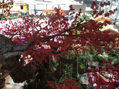 -君临七星生态酒店