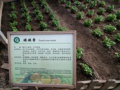 -上海都市菜园