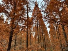 -黄海国家森林公园