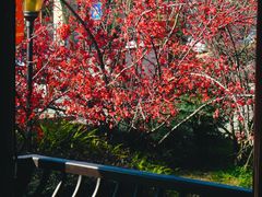 -棠湖公园