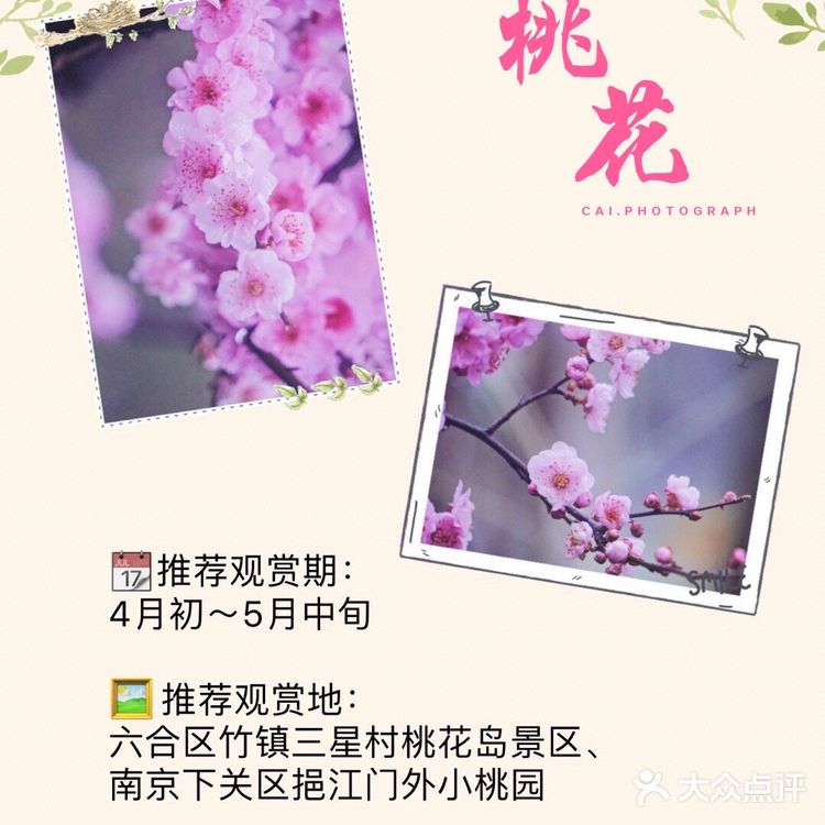 南京最全赏花地图🌸承包春天，有这份攻略就够了‼️