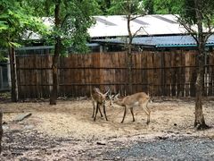 -清迈夜间动物园