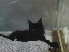-糯米喵星人总部直营旗舰店·猫舍·幼猫出售