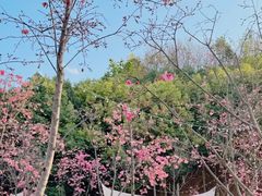 -洛龙公园