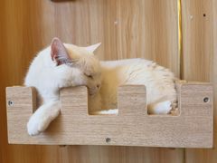 -猫的茶·猫咖