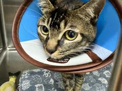 -御宝贝·A梦猫科宠物医院(国际猫友好医院)