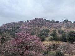 -新建村梅花