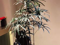 -牛New寿喜烧(金茂览秀城店)