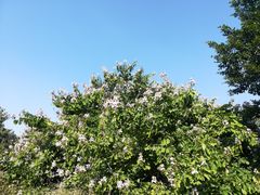 -广东花都湖国家湿地公园
