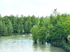 -上海长兴岛郊野公园