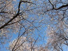 -桃花堤公园
