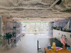 -喵百万·布偶·蓝金金渐层英短·猫舍(百子湾店)