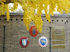 -三里屯东五街银杏大道