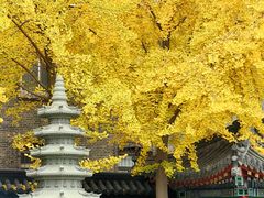 -护国法轮寺