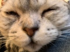 -猫友咖啡店(玉林西路店)