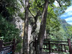 -陕西省红河谷森林公园