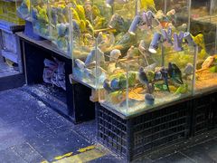 -青石桥花鸟鱼虫市场(叠翠城店)