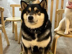 -柴迷FANS CLUB·柴犬狗咖·猫咖