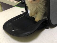 -瑞鹏宠物医院·爱宠堂(环西分院)