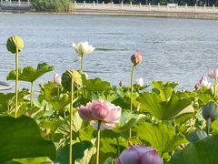 -莲花池公园
