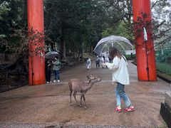 -奈良公园