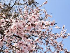 -桃花堤公园