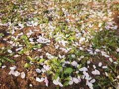 -东升八家郊野公园