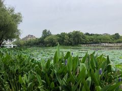 -新江湾城公园