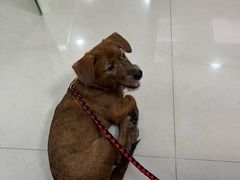 -艾贝尔宠物诊疗