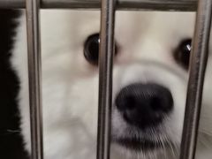 -瑞鹏宠物医院华南总院·夜诊·心脏科·骨科