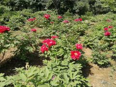 -洛阳郁金香牡丹园