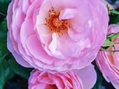 -人民公园(罗湖区)