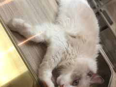 -飞行喵MR PILOT|猫舍·猫咖(静安大融城店)