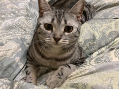 -芭比堂动物医院·犬猫全科·异宠专科(雁塔分院)