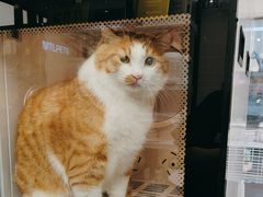 -FAELING PETS美天灵宠物(富力广场店)