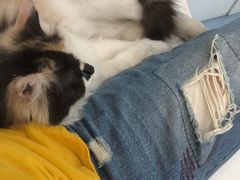 -瑞派·关忠动物医院·异宠专科·犬猫肿瘤·皮肤专科(望京店)