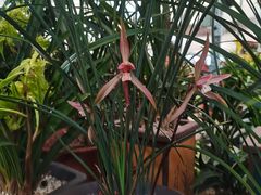 -龙大花卉苗木市场