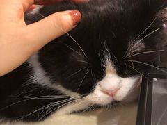 -猫友咖啡店(玉林西路店)
