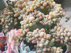 -中环花鸟鱼虫市场