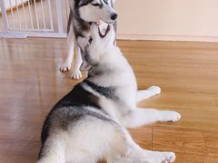 -Husky Go! 哈士奇体验馆·宠物咖啡厅狗咖